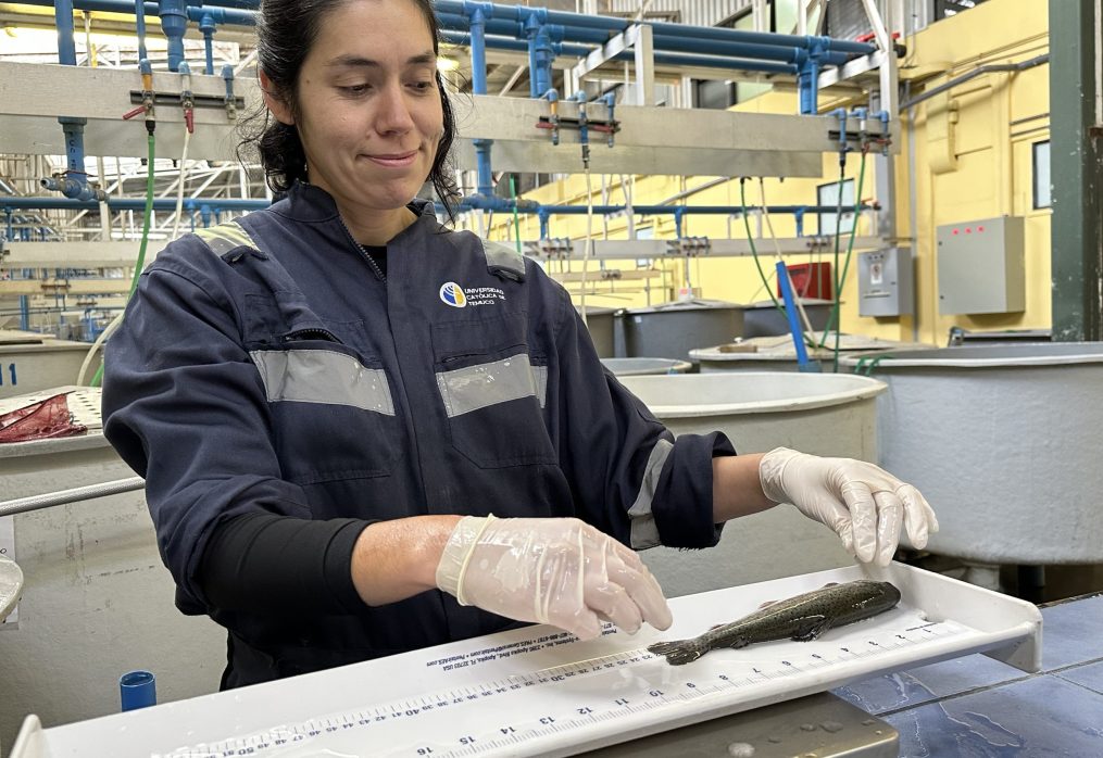 Coejecutora del PTEC-INVA: La Universidad Católica de Temuco se integra a importante grupo internacional