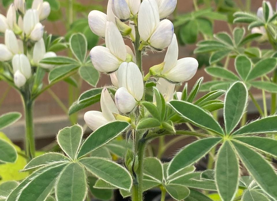 Lupino dulce en el sur de Chile: ¿Estamos frente a una oportunidad real?