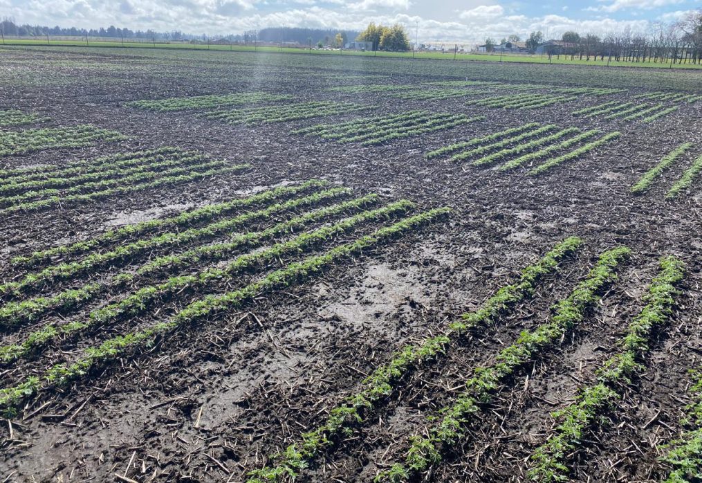 La agricultura y el origen de la huella del salmón